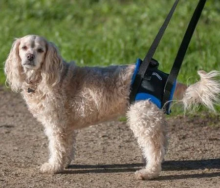 Walkabout Rear Lift Walking Dog Harness