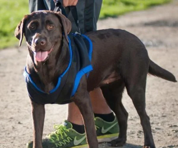 Walkabout Front Lift Walking Dog Harness